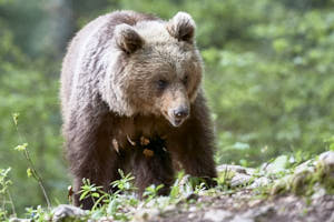 Ours brun<br>NIKON D4, 500 mm, 8000 ISO,  1/500 sec,  f : 5.6 